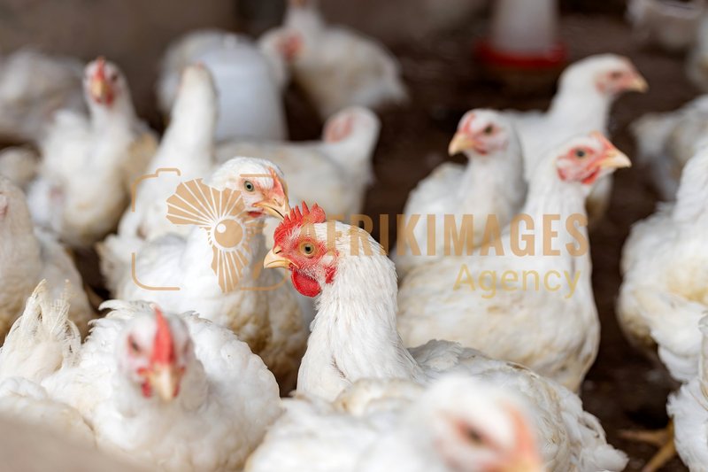 Afrikimages côte d’ivoire / elevage