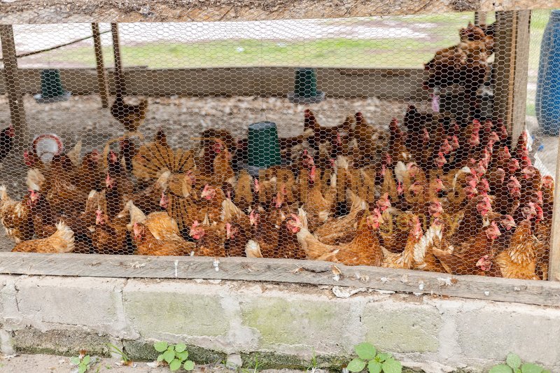 Afrikimages côte d’ivoire / elevage