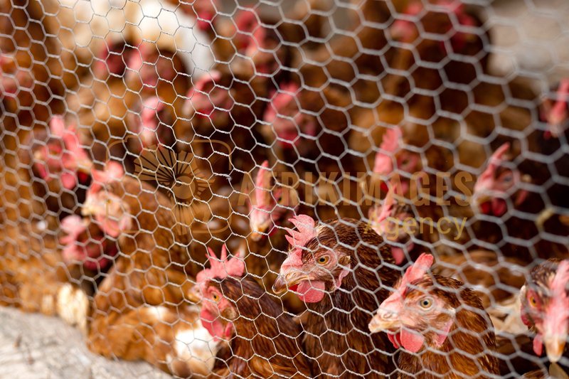 Afrikimages côte d’ivoire / elevage